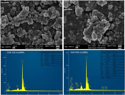 Phyto-Mediated <mark class="highlighted">Copper Oxide</mark> Nanoparticles for Antibacterial, Antioxidant and Photocatalytic Performances